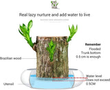 Lucky Brazil Wood Plant With Free Delivery 🚚