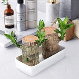Lucky Brazil Wood Plant With Free Delivery 🚚