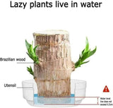 Lucky Brazil Wood Plant With Free Delivery 🚚