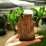 Lucky Brazil Wood Plant With Free Delivery 🚚