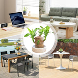 Lucky Brazil Wood Plant With Free Delivery 🚚